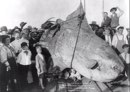 Monsterfisk, Rocka, Fisk, rekord